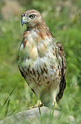 Red-tailed Hawk