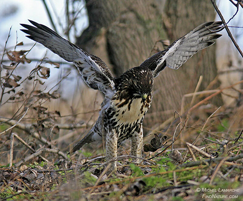 Red-tailed Hawk