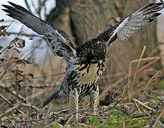 Red-tailed Hawk