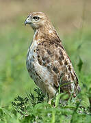 Red-tailed Hawk