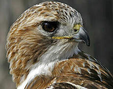 Red-tailed Hawk