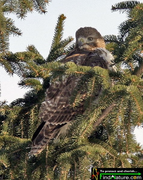 Red-tailed Hawkjuvenile