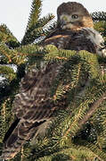 Red-tailed Hawk