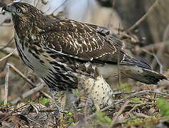 Red-tailed Hawk