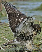 Red-tailed Hawk