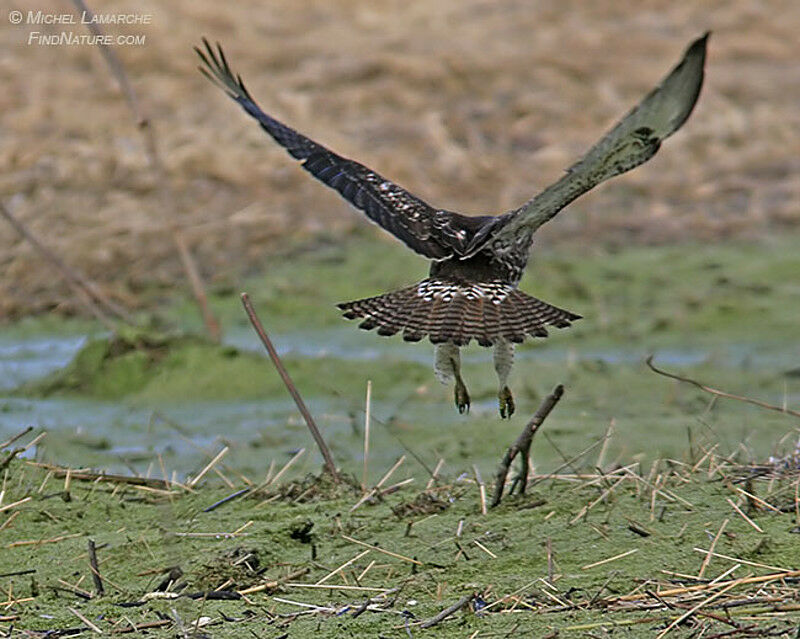 Red-tailed Hawk