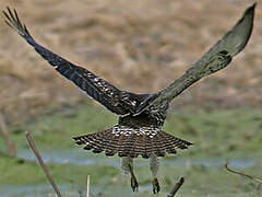 Red-tailed Hawk