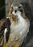 Red-tailed Hawk