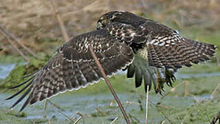 Red-tailed Hawk