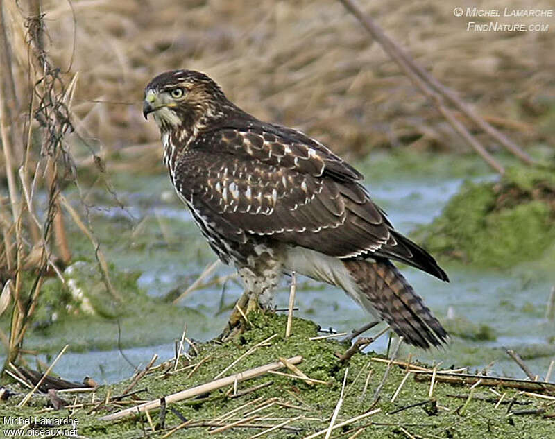 Red-tailed HawkFirst year, identification