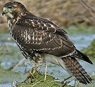 Red-tailed Hawk