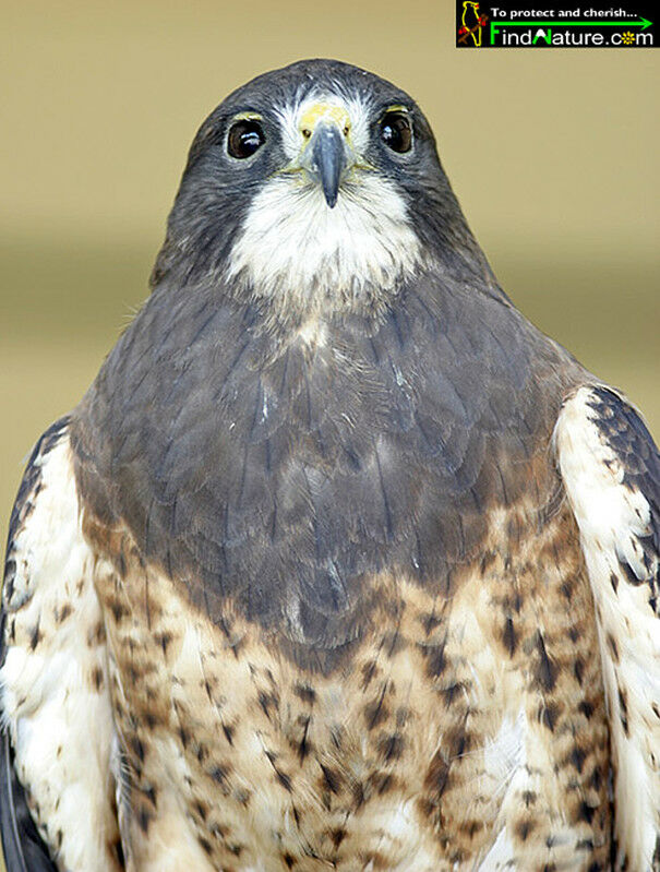 Swainson's Hawk