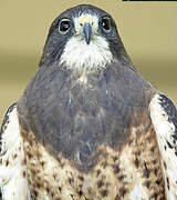 Swainson's Hawk