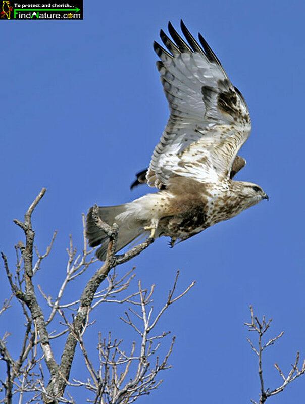 Rough-legged Buzzard