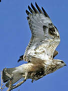 Rough-legged Buzzard