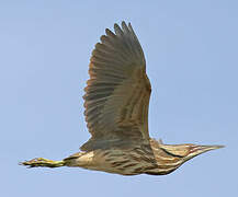 American Bittern