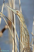 American Bittern