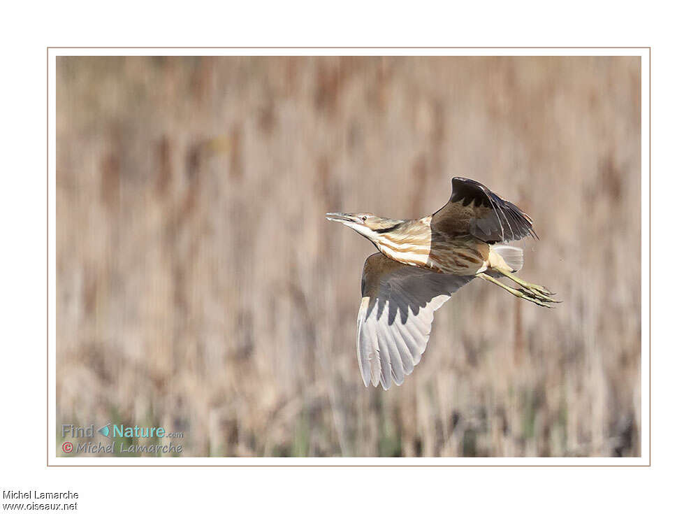 American Bitternadult, Flight