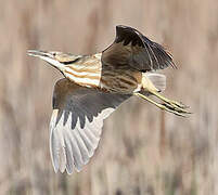 American Bittern