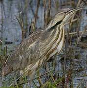 American Bittern