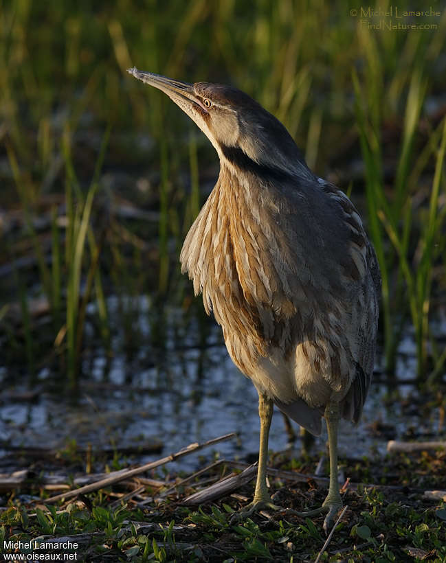 American Bitternadult, identification