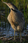 American Bittern