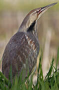 American Bittern