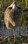 American Bittern