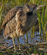 American Bittern