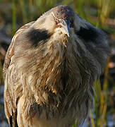 American Bittern