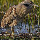 Butor d'Amérique