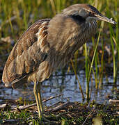 American Bittern