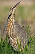 American Bittern