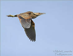 American Bittern