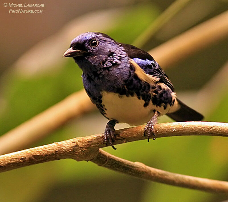 Turquoise Tanager