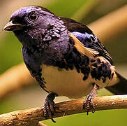 Turquoise Tanager