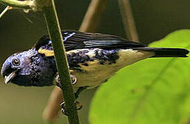 Turquoise Tanager