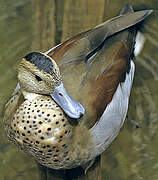 Ringed Teal