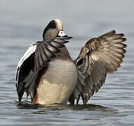 American Wigeon