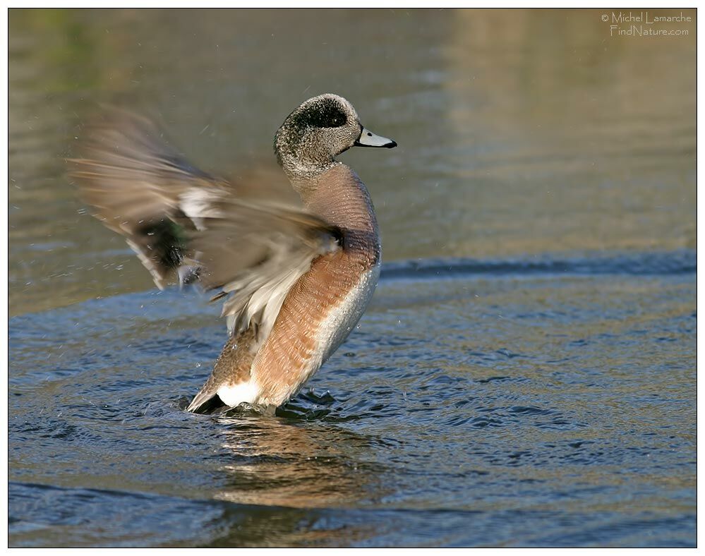 American Wigeon male