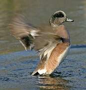 American Wigeon