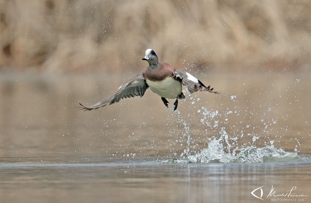 American Wigeon male adult, Flight