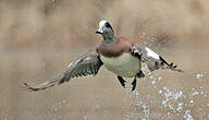 Canard à front blanc