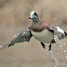 Canard à front blanc