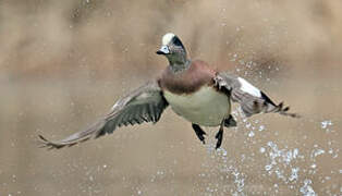 American Wigeon