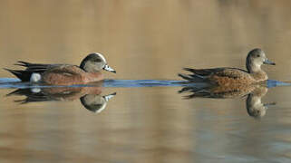 American Wigeon