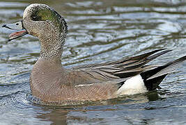 American Wigeon