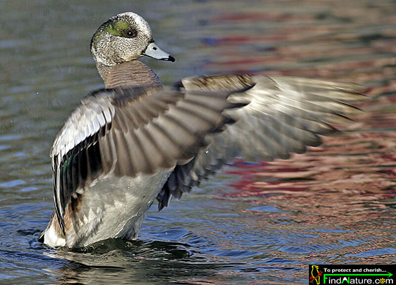 Canard à front blanc