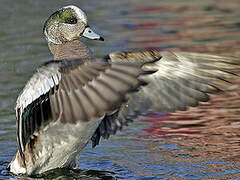 Canard à front blanc