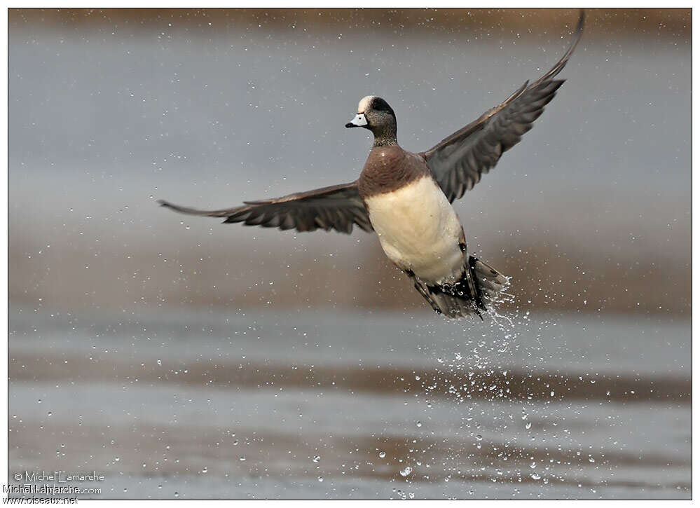 American Wigeon male adult, Flight